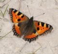 Aglais urticae